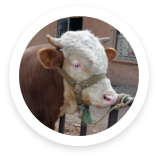 Bursa Büyükbaş Kurbanlık