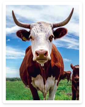 Büyükbaş Kurbanlık Bursa